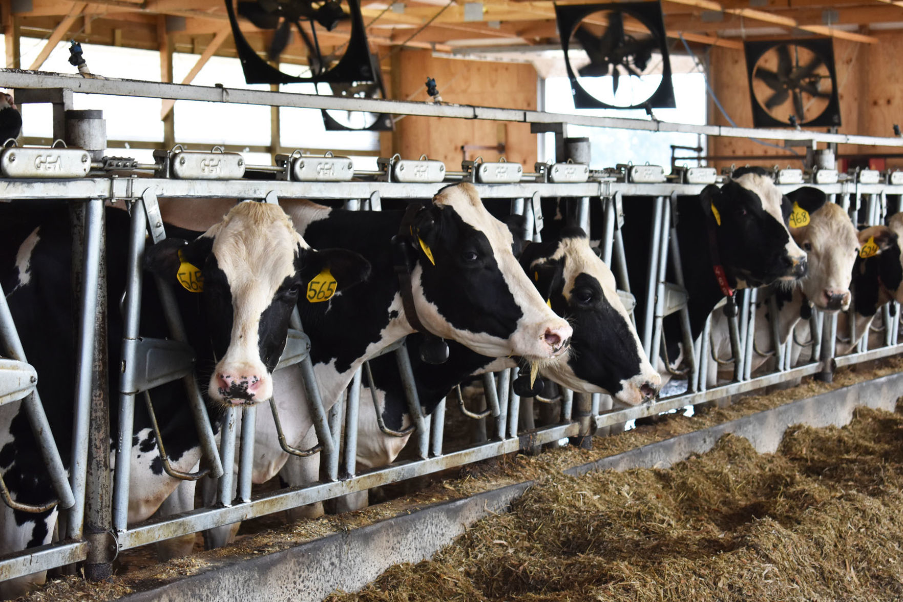 Richland Dairy cows